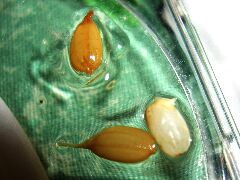 芽…でしょう、多分。。