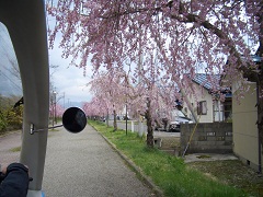 ベロから見たしだれ桜