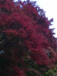 箕面　紅葉祭り　きれい☆きれい　滝
