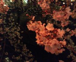 目黒川夜桜2