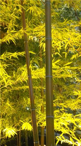 bamboo
