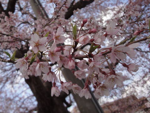 20100418_桜0002.JPG