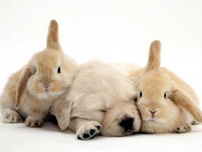 ウサギ＆イヌ.jpg