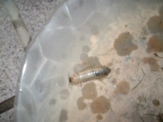 コガネムシ幼虫070708