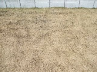 サッチング後西080309