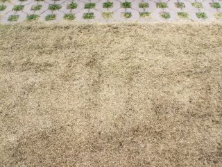 サッチング後東080309