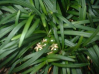 りゅうのひげ071115