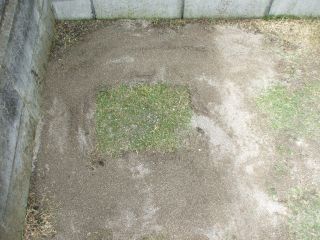 西洋芝処理後080413