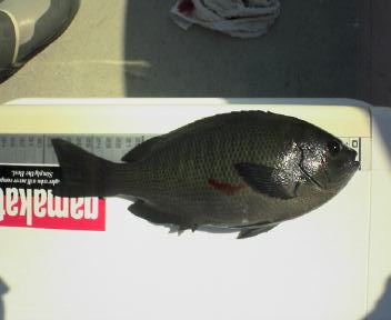 1匹目　嬉しかった！