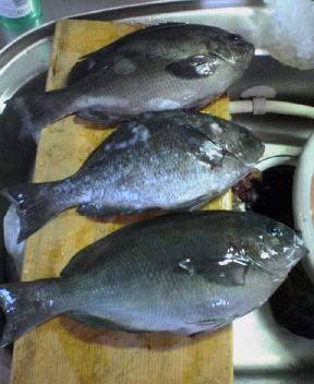 本日の釣果（ 笑 ）