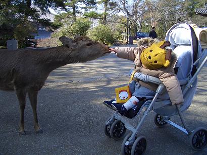H18.1.29　奈良公園♪　(４)