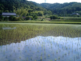 田んぼ