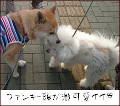 ビションフリーゼのミルクちゃん