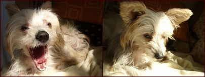 リコちんのお散歩は後ほど