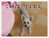 こっちは、リコちんに.jpg