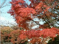 清水寺の紅葉