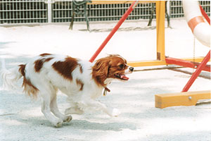 ラッキードッグパーク-１