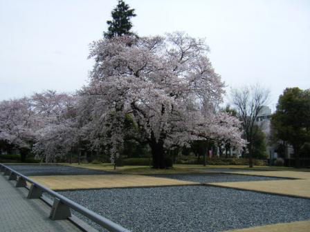 2009桜-2