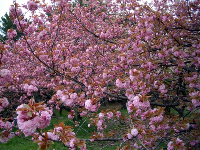 京都御苑八重桜640 のんきだも ん 楽天ブログ