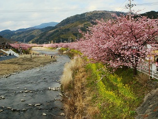 河津桜