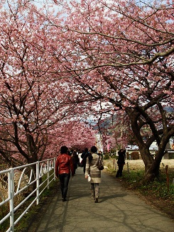 河津桜