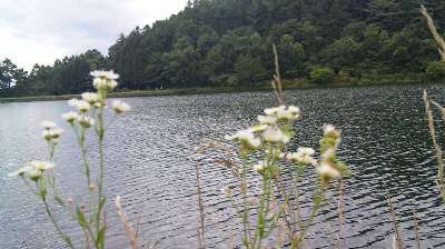 蓼の海