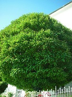 PICT0457.jpg