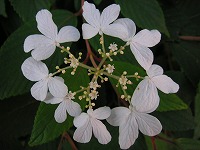 PICT0370.jpg