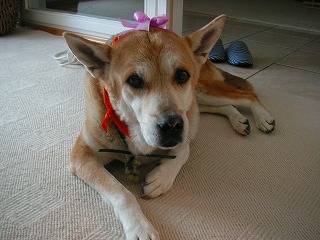 PICT0330.jpg