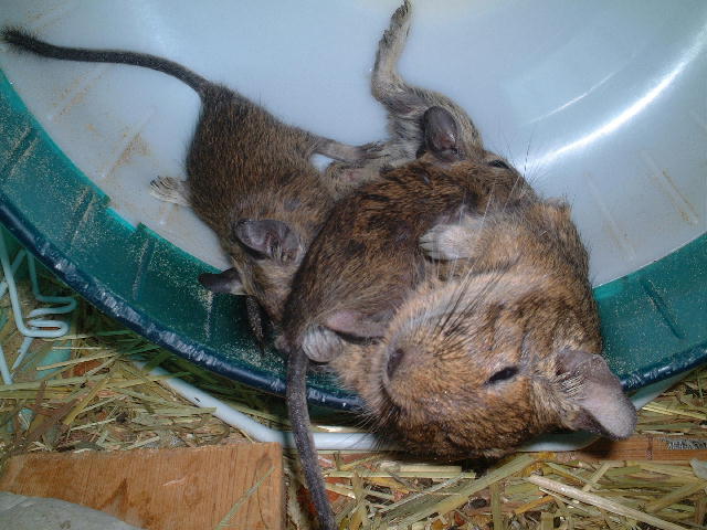 コピー ～ DSCF3328.JPG