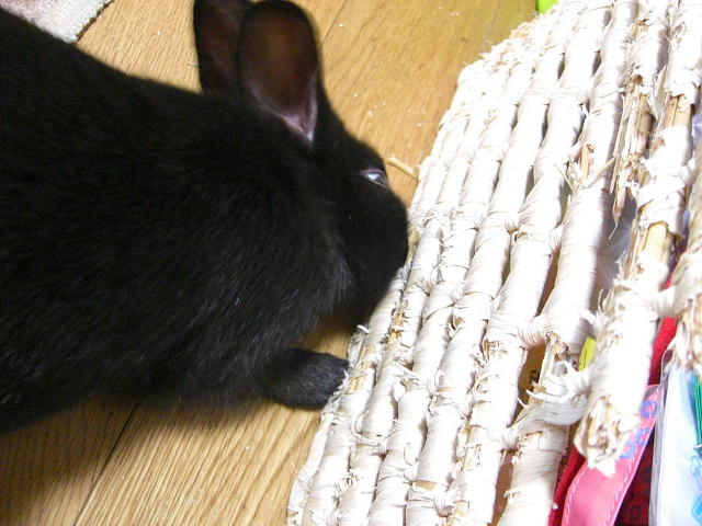 コピー ～ CIMG0968.JPG