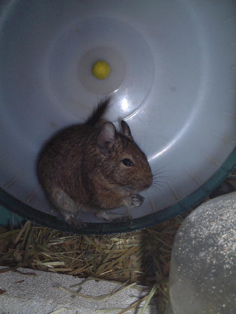 コピー ～ DSCF2424.JPG