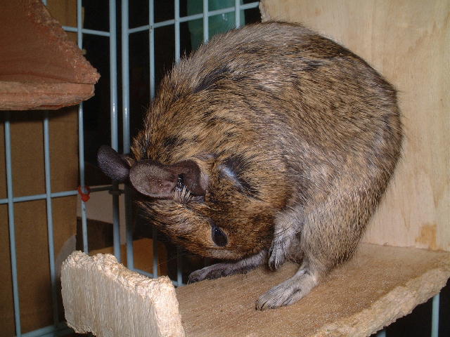 コピー ～ DSCF2478.JPG