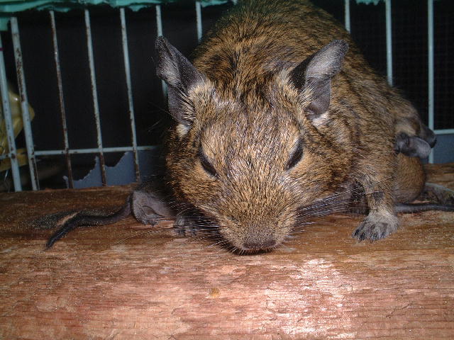 コピー ～ DSCF3150.JPG