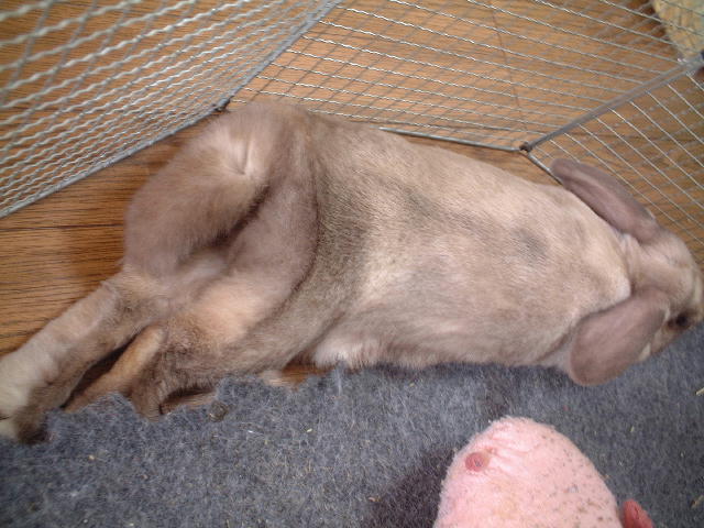 コピー ～ DSCF2649.JPG