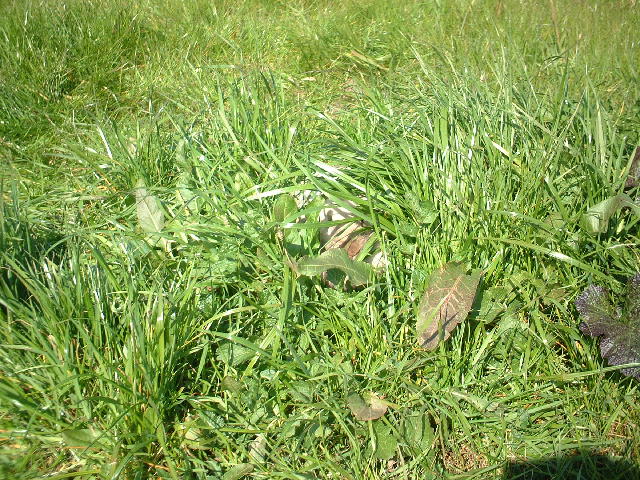 コピー ～ DSCF2339.JPG