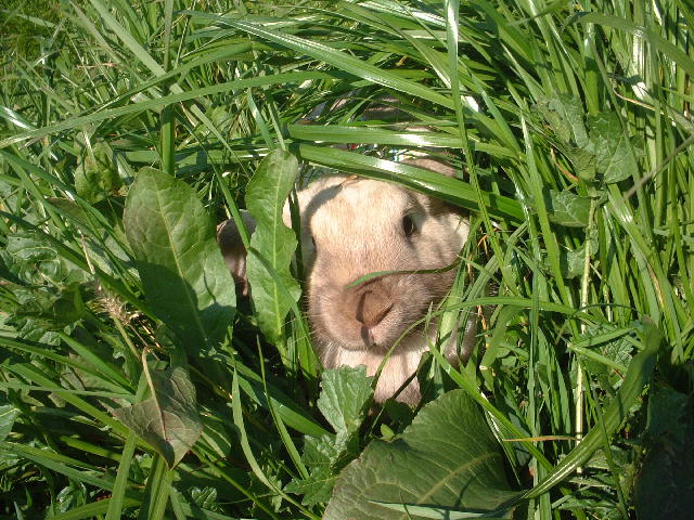 コピー ～ DSCF2341.JPG