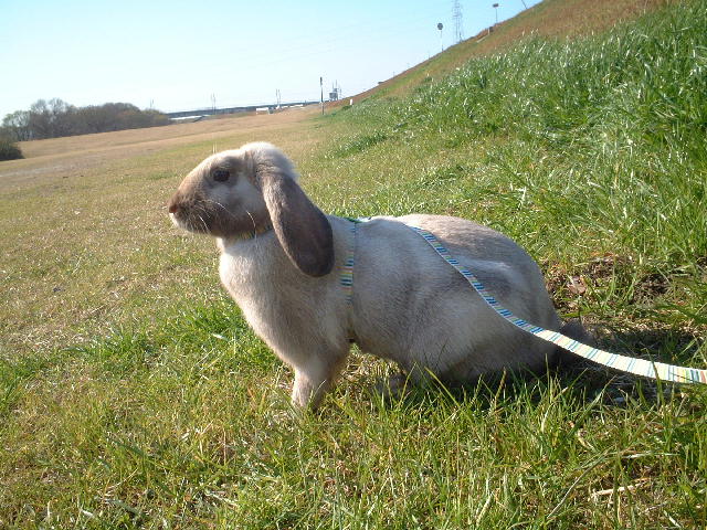 コピー ～ DSCF2342.JPG