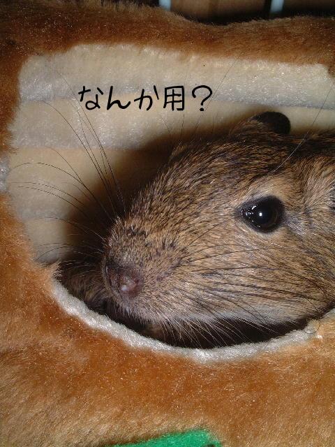 最近デグーが太った感じ かわいいデグーとウサギがやってきた 楽天ブログ