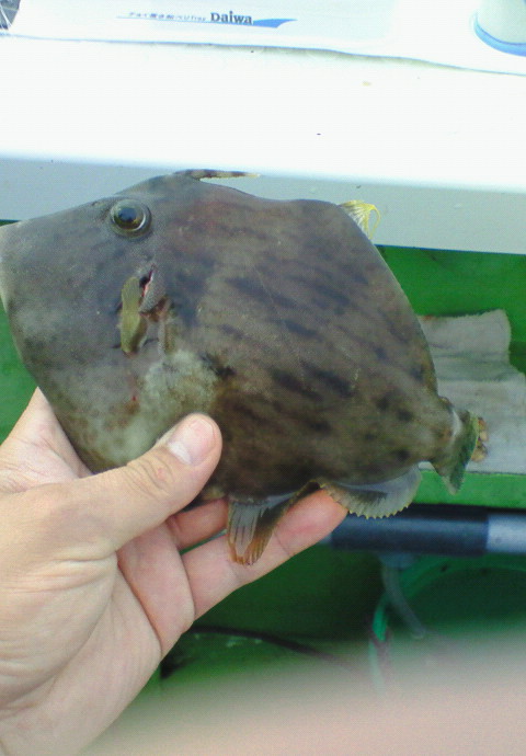 やまてん、カワハギ１号