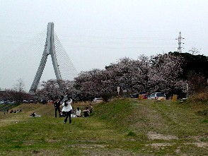 桜３.JPG