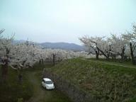 ☆桜やっさいもっさい☆