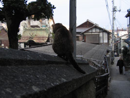 尾道　招き猫美術館前