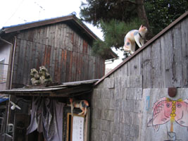 尾道　招き猫美術館