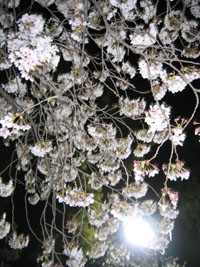 上田城夜桜