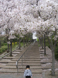 桜のトンネル