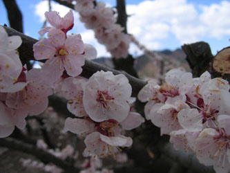 あんずの花