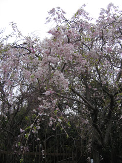 しだれ桜