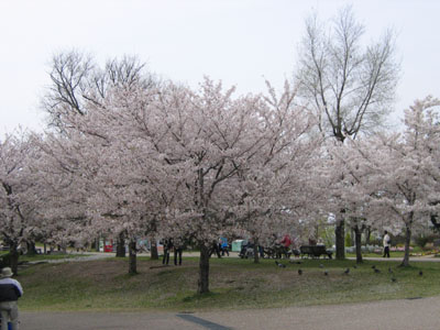 桜