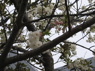 八重桜